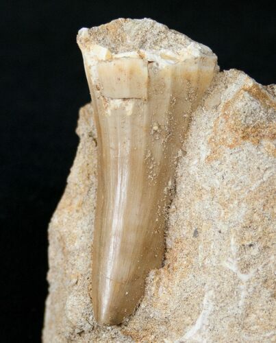 Fossil Mosasaurus Tooth In Matrix #14250